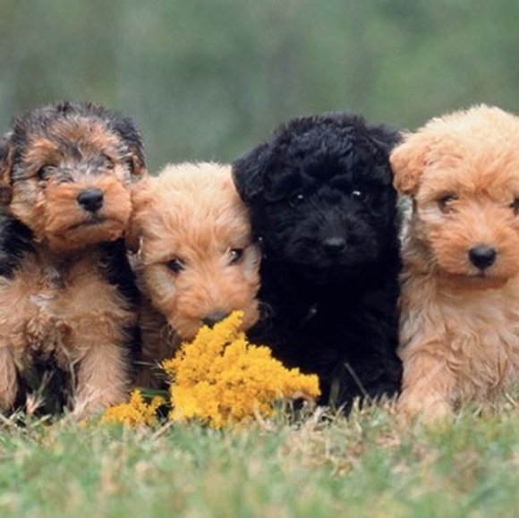 Meet your Posher, Gabriella - Picture 1 of 1